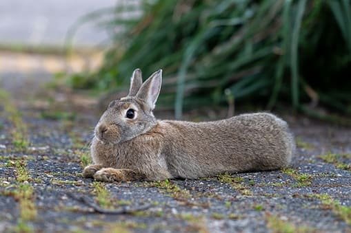 Rabbit with upright ears and alert posture showing body language that explains why do rabbits thump their feet.