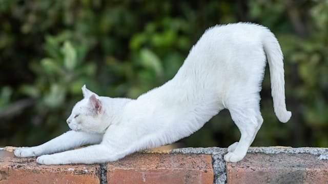 Cat stretching its flexible body showcasing agility and balance