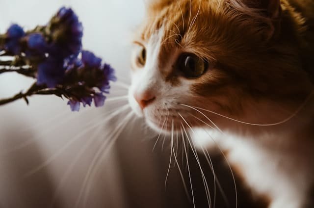 Adorable close-up of a curious cat showing its bright eyes and whiskers