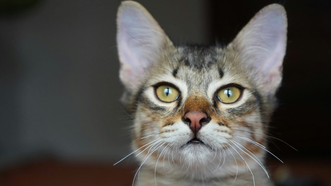 Curious cat with bright eyes and alert whiskers exploring its surroundings, symbolizing all five feline senses