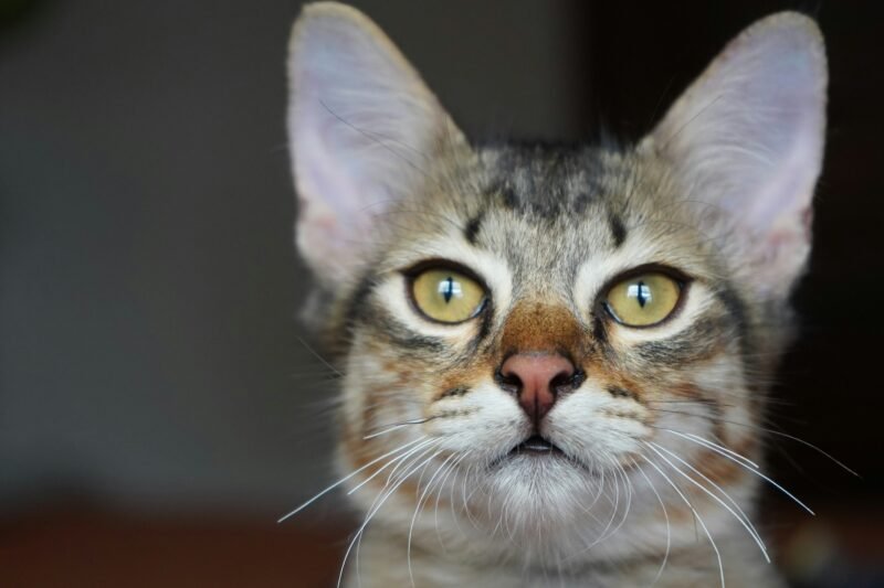 Curious cat with bright eyes and alert whiskers exploring its surroundings, symbolizing all five feline senses