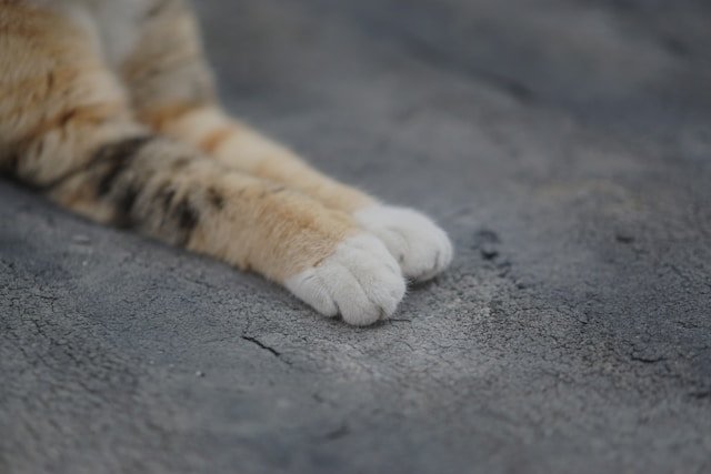 Cat touching a human hand with its paw, highlighting feline touch and emotional bonding