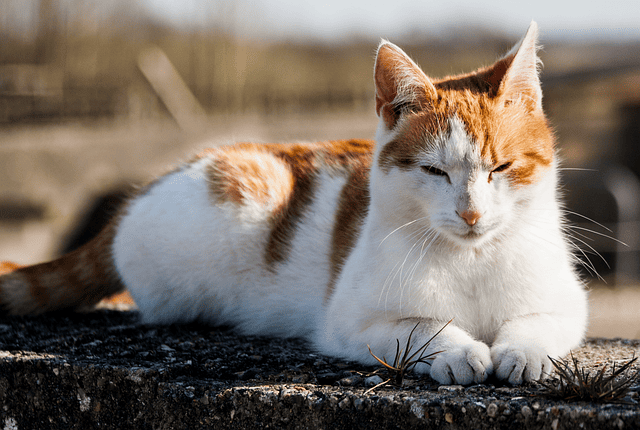“Relaxed domestic cat purring, showing calming effect on humans”