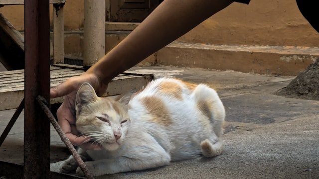 “Cat using purrs to communicate and attract human attention”