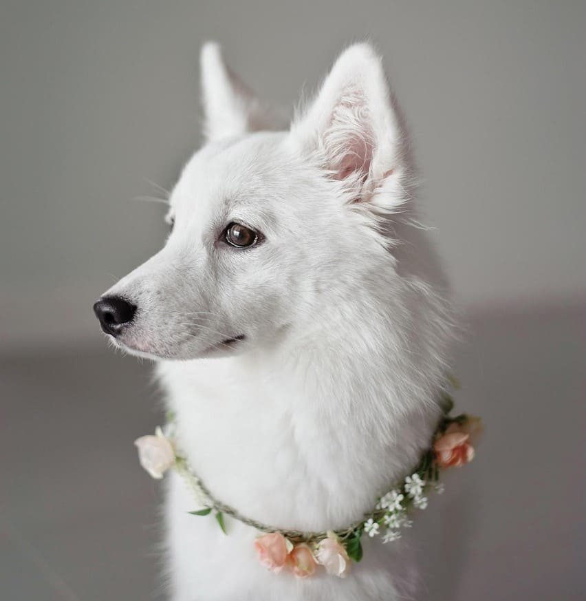 Close-up of dog nose absorbing scent