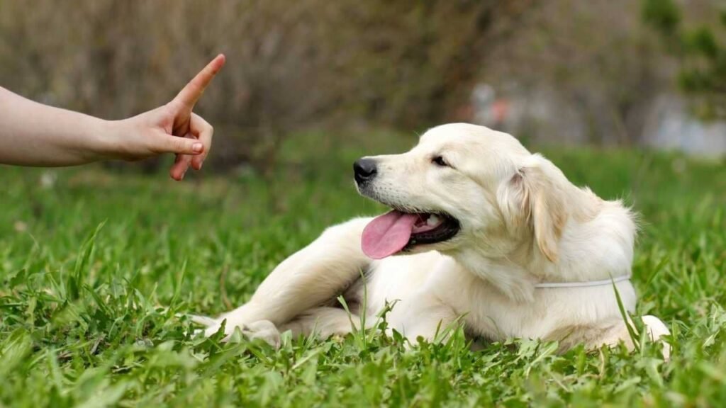 Dog uses body language: ears, tail, posture
