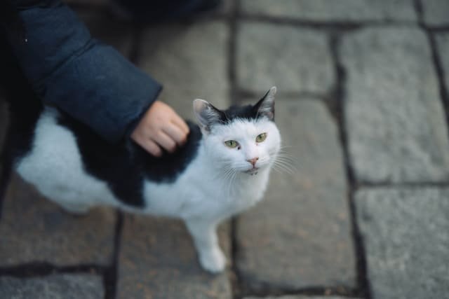 Human interaction shaping the domestication and behavior of cats