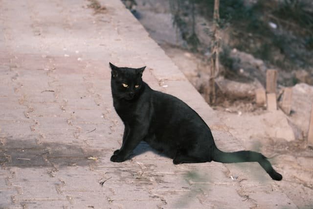 Black cat with a mysterious look symbolizing myths and folklore around the world
