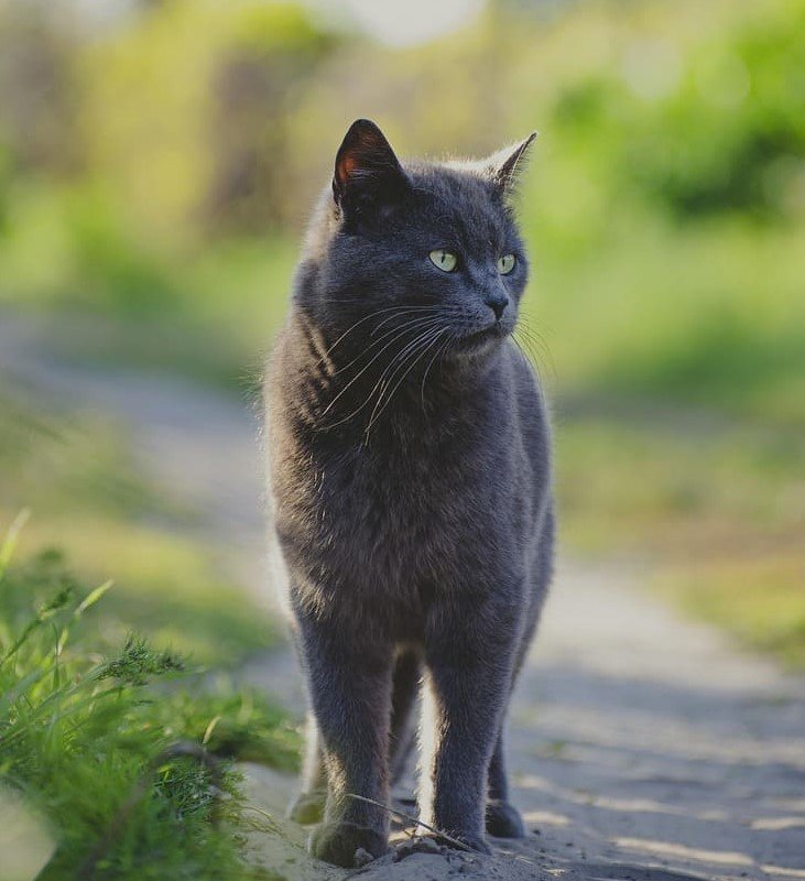Timeline showing the domestication of cats from ancient Egypt to modern homes