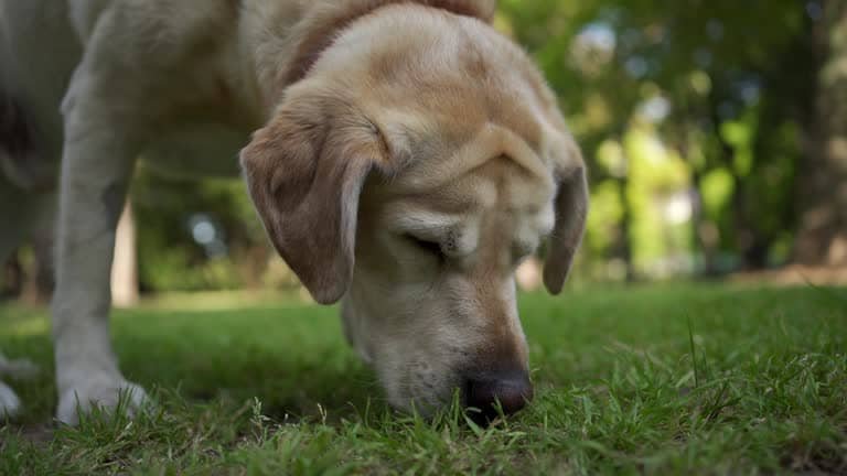 Labrador dog sniffing grass to detect scents, highlighting the amazing smelling ability of dogs.
