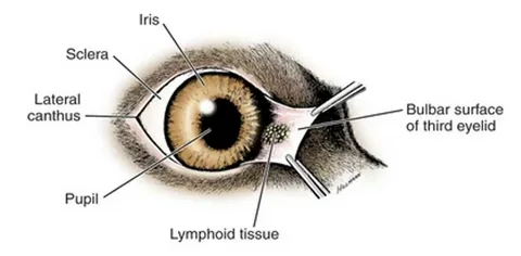 labeled diagram showing the anatomy of a dog’s eye, including iris, pupil, sclera, and third eyelid
