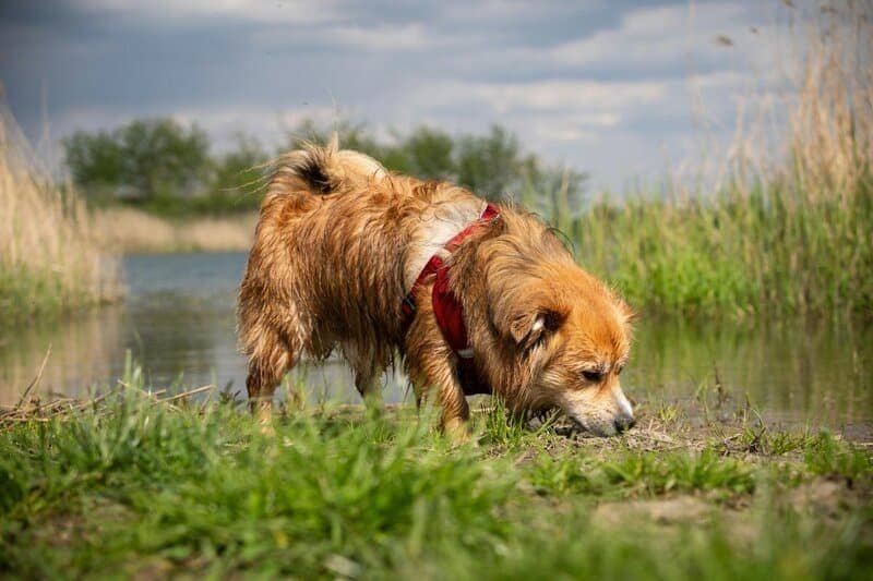 Dog sniffing the ground near a lake, showing its incredible sense of smell and scent-tracking ability.
