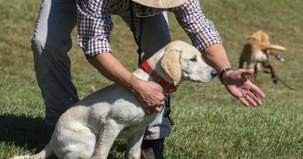 Two dogs using ear positions and body language to communicate emotions.