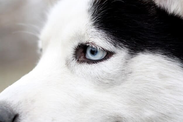 Close-up of a dog’s eyes showing natural light reflection and detail