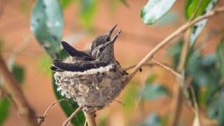 Tiny hummingbird nest made of plant fibers and spider silk containing two small white eggs