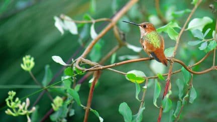 Geographic range map of hummingbird species across North, Central, and South America
