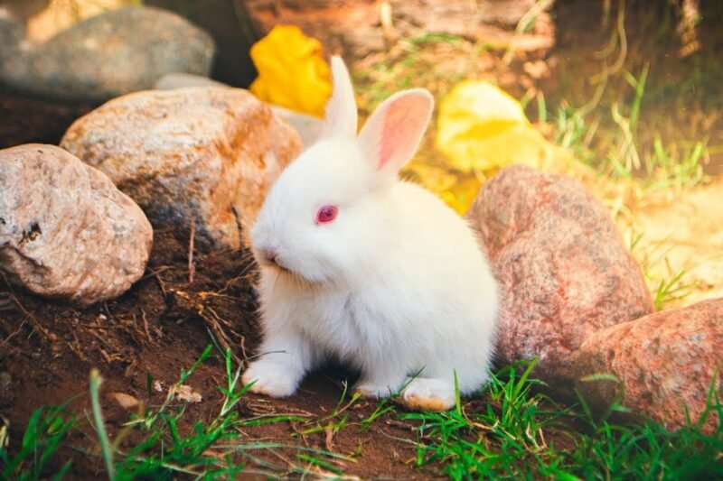 “Cute white rabbit sitting in green grass under sunlight”