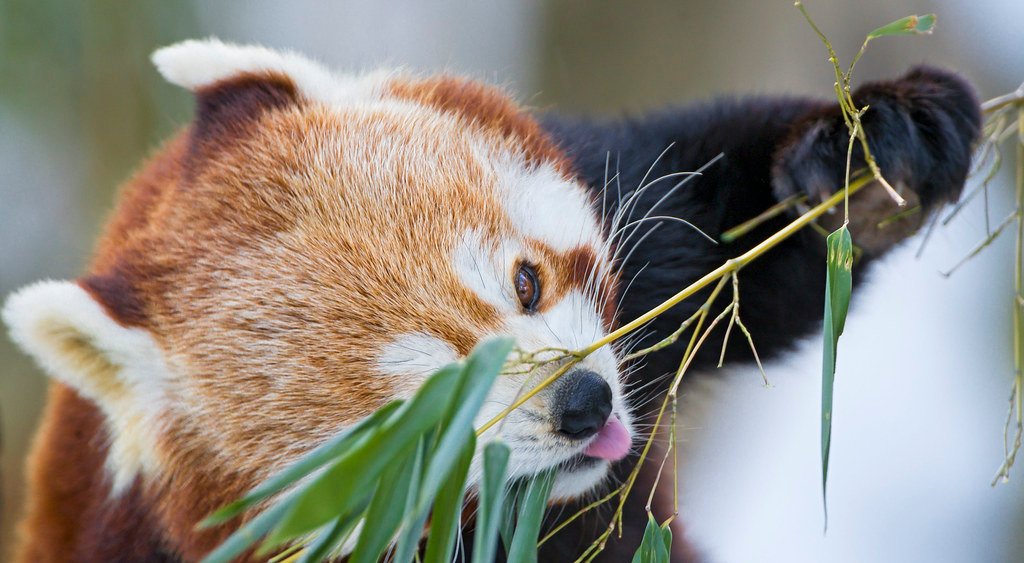 A red panda eating bamboo leaves in a forest