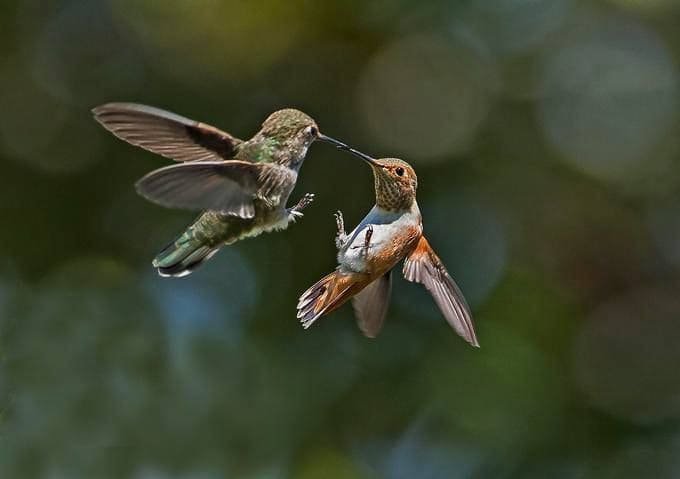 Hummingbirds chasing each other during a territorial fight over nectar sources.