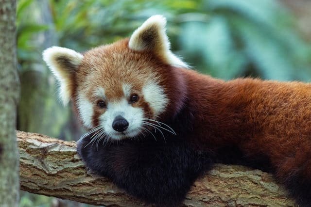 A red panda sitting on a tree branch in a forest habitat