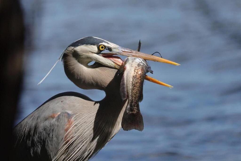 Great Blue Heron (Ardea herodias) hunting fish in shallow water with spear-like bill