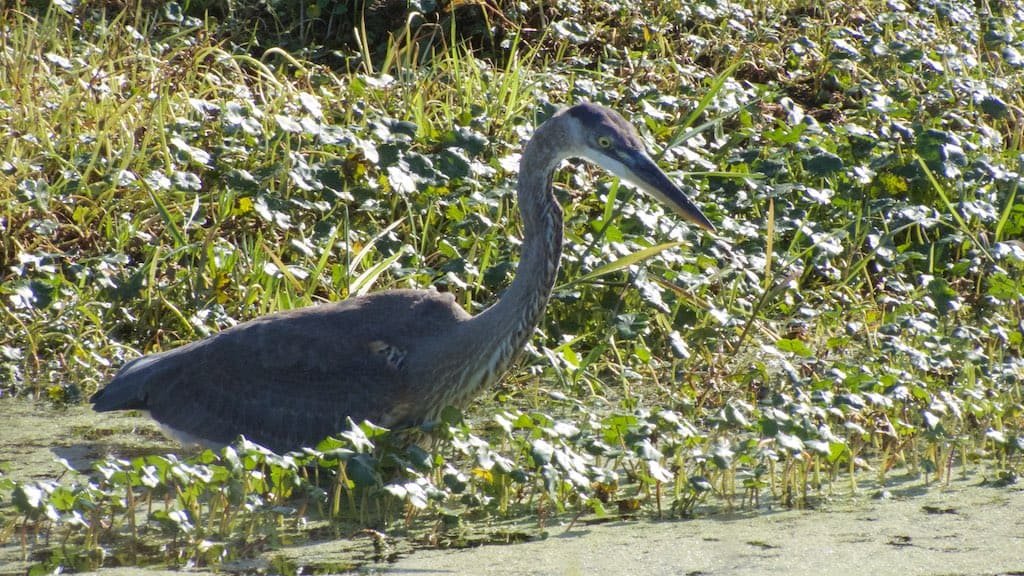 Great Blue Heron (Ardea herodias) standing in a calm North American wetland
