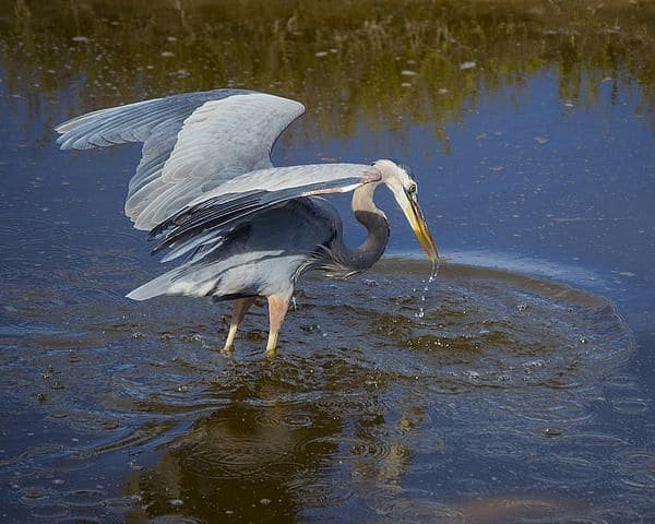 North American distribution of Great Blue Heron (Ardea herodias) across wetlands and coastal regions