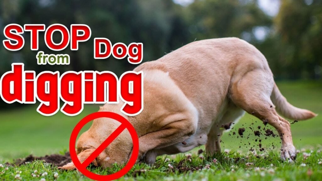 Owner redirecting a dog to stop digging holes using safe and humane training.