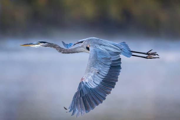 Close-up of Great Blue Heron showing long legs, S-shaped neck, and blue-gray plumage