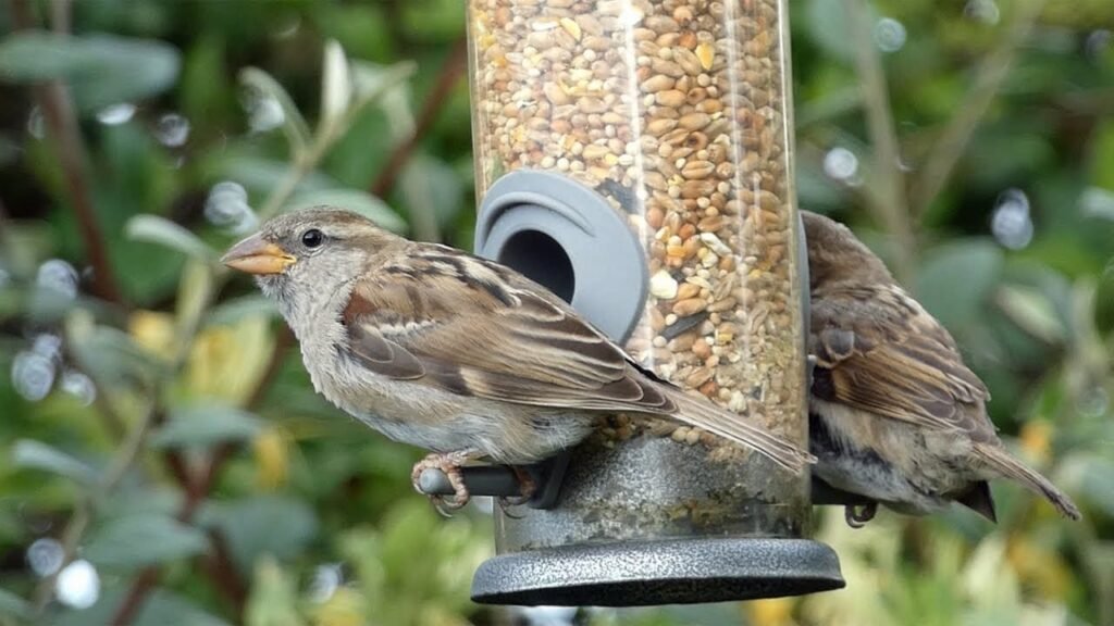 House Sparrow eating seeds from the ground