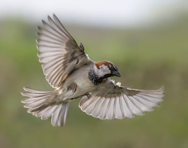 Close-up view of a House Sparrow