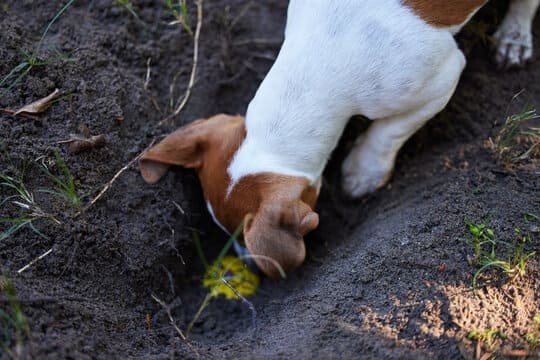 Dog digging a hole in the yard due to natural instinct and behavior.