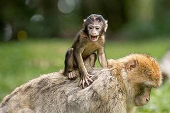 About US baby monkey riding mother animal facts